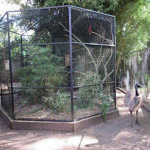 Eclectus Parrot Exhibit + Emu Exhibit