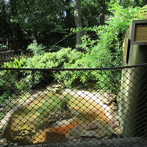 Snake-Necked Turtle Exhibit