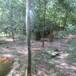 Maned Wolf Exhibit - see the canid?
