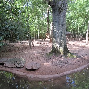 Red River Hog Exhibit - enormous!