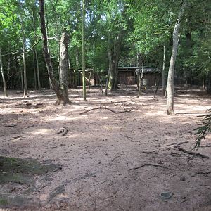 Red River Hog Exhibit - enormous!