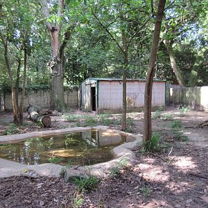Yellow-Backed Duiker Exhibit