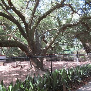 Reeve's Muntjac/Demoiselle Crane Exhibit