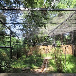 Siamang Exhibit