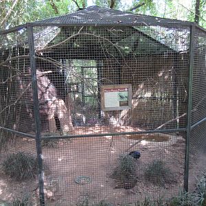 Palawan Peacock Pheasant Exhibit