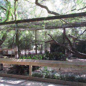 Clouded Leopard Exhibit