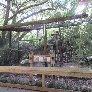 White-Tailed Sea Eagle Exhibit