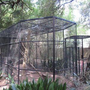 Red Fox Exhibit