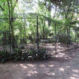 Cougar Exhibit