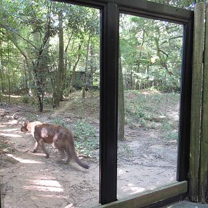 Cougar Exhibit