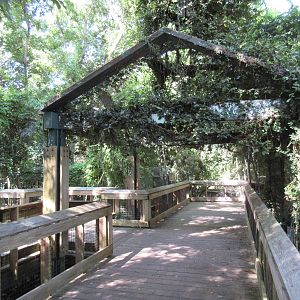 Cougar + Red Wolf Exhibits - Upper Viewing Deck