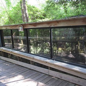 Great Horned Owl Exhibit - Upper Viewing Area (aviary continues below)