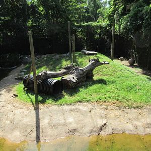 Louisiana Black Bear Exhibit