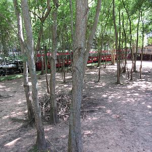 White-Tailed Deer Exhibit