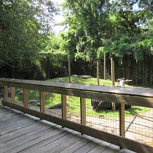 Louisiana Black Bear Exhibit