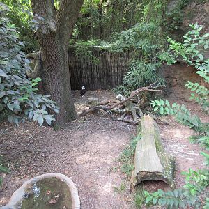 Bald Eagle Exhibit