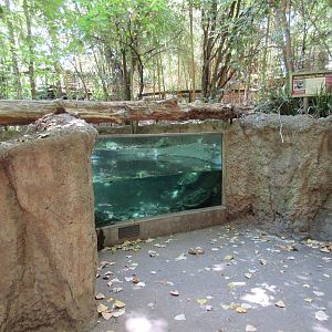 Alligator Snapping Turtle Exhibit - Underwater View