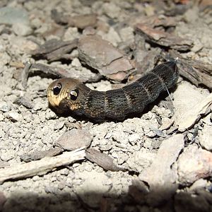Elephant hawk moth caterpillar