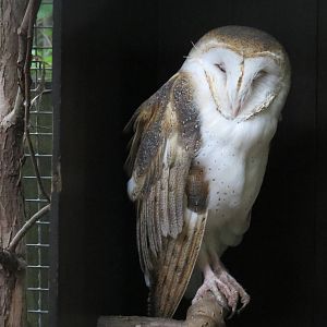 Common Barn Owl