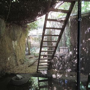 Bobcat Exhibit (ladder is for the cat to reach an upper level)