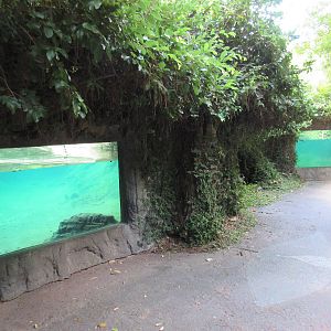River Otter + American Alligator Underwater Viewing Windows