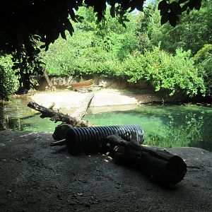 North American River Otter Exhibit