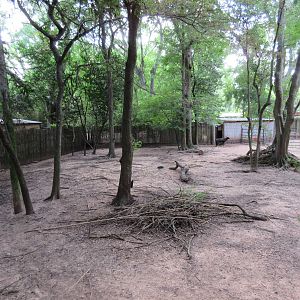 Lowland Anoa Exhibit