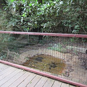 Dwarf Crocodile Exhibit