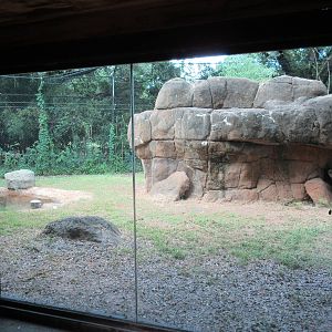 African Lion Exhibit