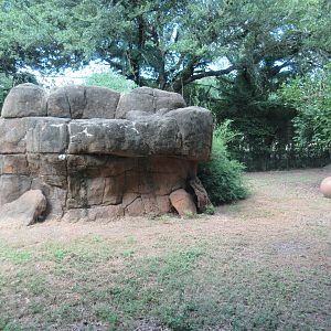 African Lion Exhibit