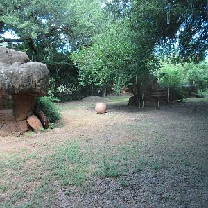 African Lion Exhibit