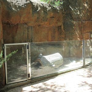 African Crested Porcupine Exhibit