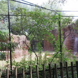 African Lion Exhibit