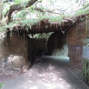 African Lion Exhibit - Viewing Area