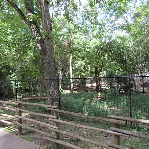 Double-Wattled Cassowary Exhibit