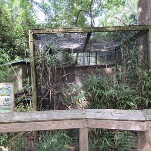 Cotton-Top Tamarin Exhibit