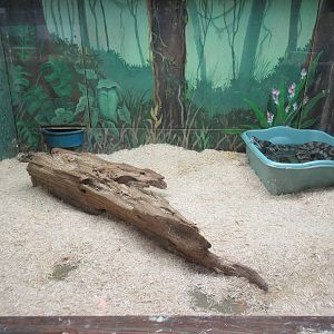 Burmese Python Exhibit (a juvenile)