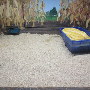 Burmese Python Exhibit