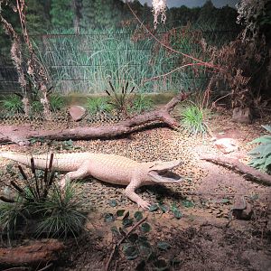 White American Alligator - Taxidermy Specimen