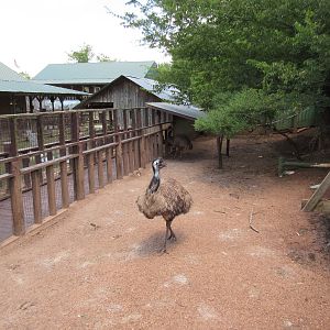 Emu Exhibit