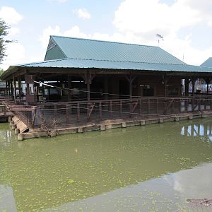 Alligator Swamp