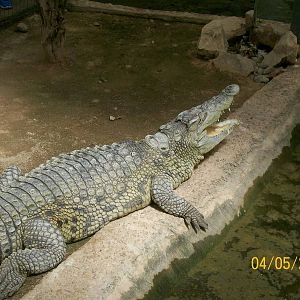 Nile crocodile