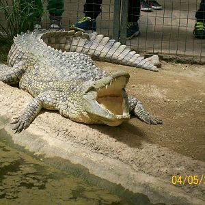 Nile crocodile