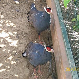 Blue eared pheasant