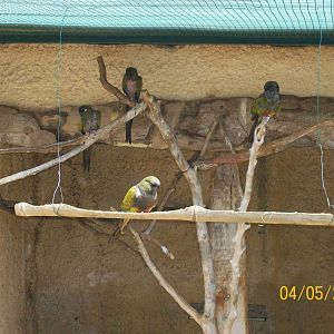 Burrowing parrot