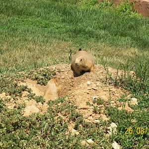 Black-tailed prairie dog