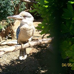 Blue-winged kookaburra
