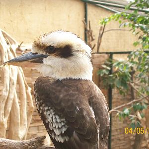 Laughing kookaburra