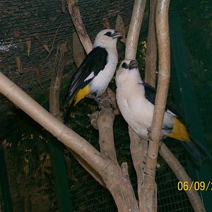 White-headed buffalo weaver