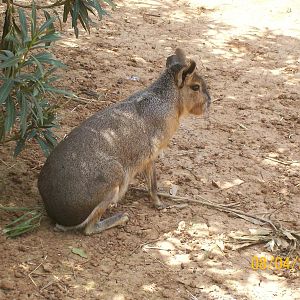 Patagonian mara